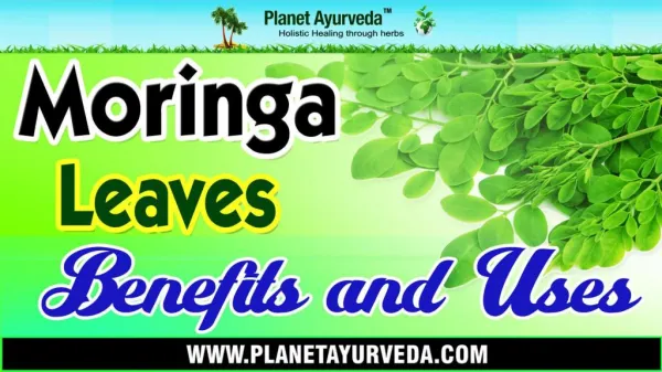 Moringa Leaves (Moringa Oleifera) Benefits & Uses Drumstick Leaves