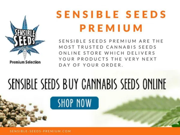 Buy CBD Apocalypse seeds Online at Sensible Seeds Premium