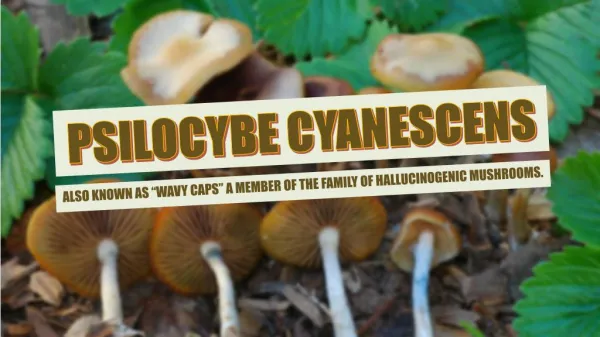 What is Psilocybe Cyanescens?