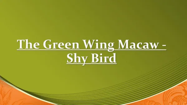 Shy Bird - The Green Wing Macaw