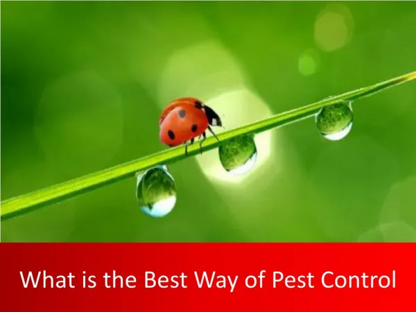 What is The Best Way of Pest Control