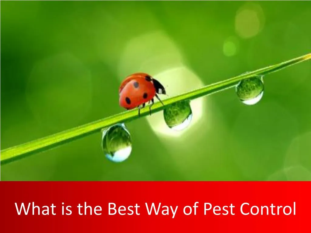 what is the best way of pest control