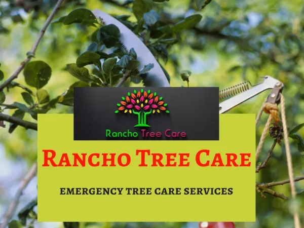 Find Emergency Tree Care Services in Corona emergency