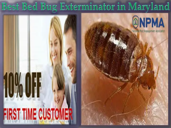 Best Bed Bug Exterminator in Maryland