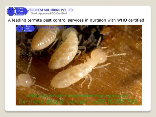 ZERO PEST SOLUTION PVT. LTD. : A leading termite pest control services in gurgaon with WHO certified.