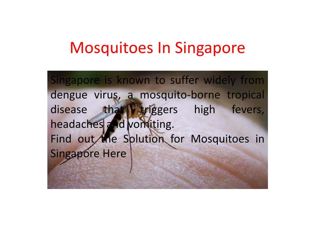mosquitoes in singapore