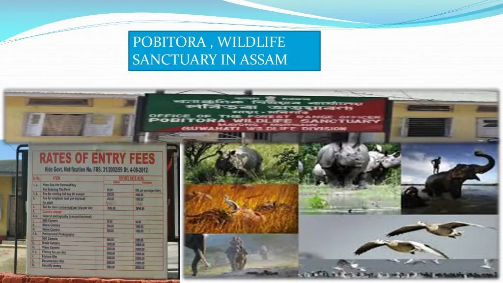 pobitora wildlife sanctuary in assam