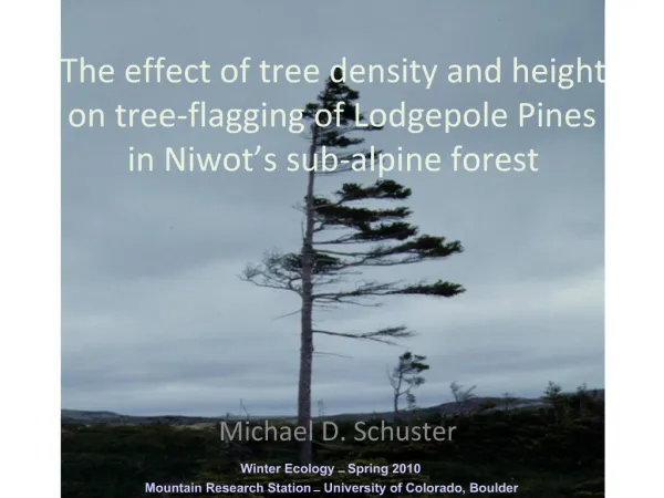 The effect of tree density and height on tree-flagging of Lodgepole Pines in Niwot s sub-alpine forest