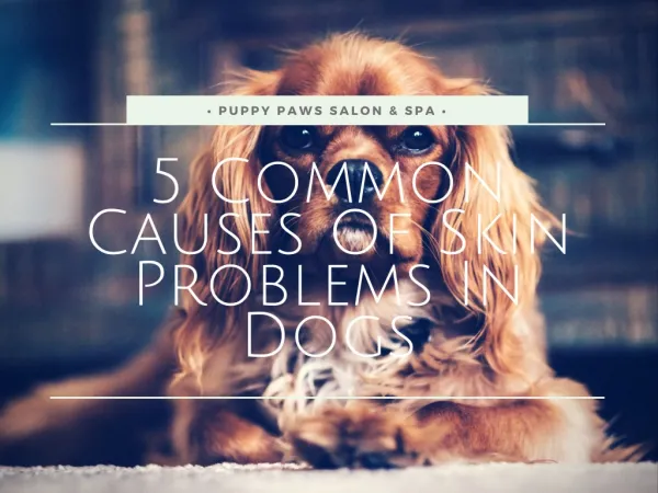 5 Common Causes Of Skin Problems In Dogs