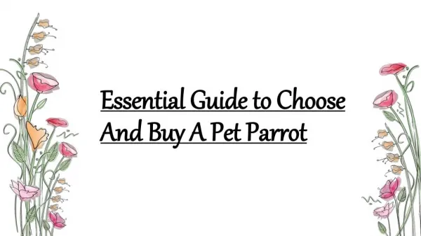 Steps To Look Before Choosing And Buying A Pet Parrot
