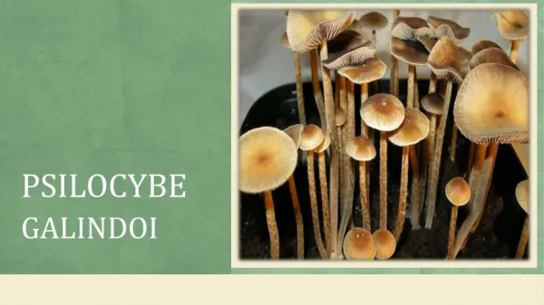 Know About Psilocybe Galindoi - Magic Mushrooms