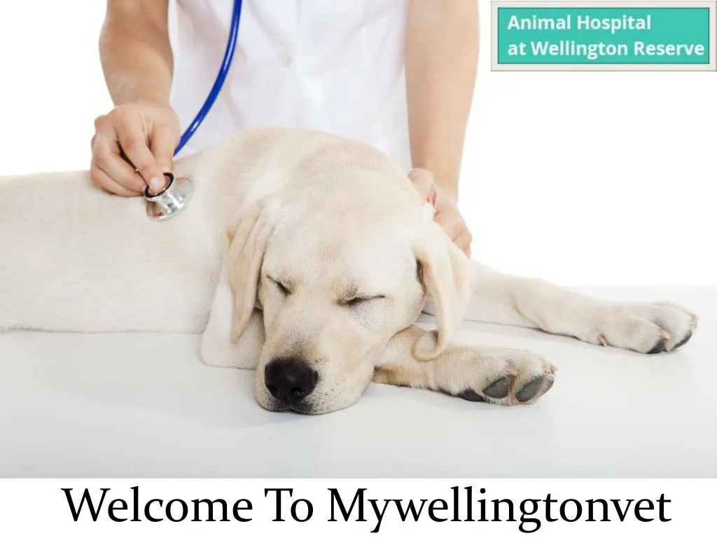 welcome to mywellingtonvet