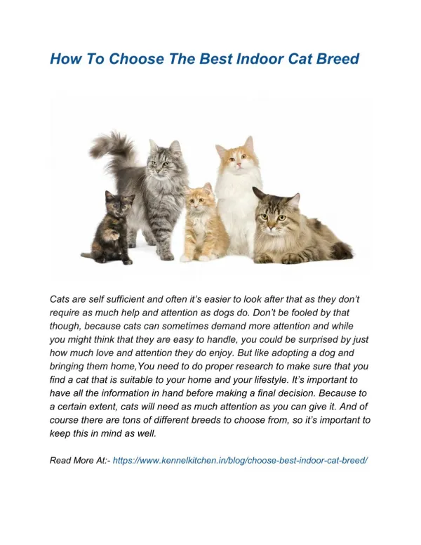 How To Choose The Best Indoor Cat Breed