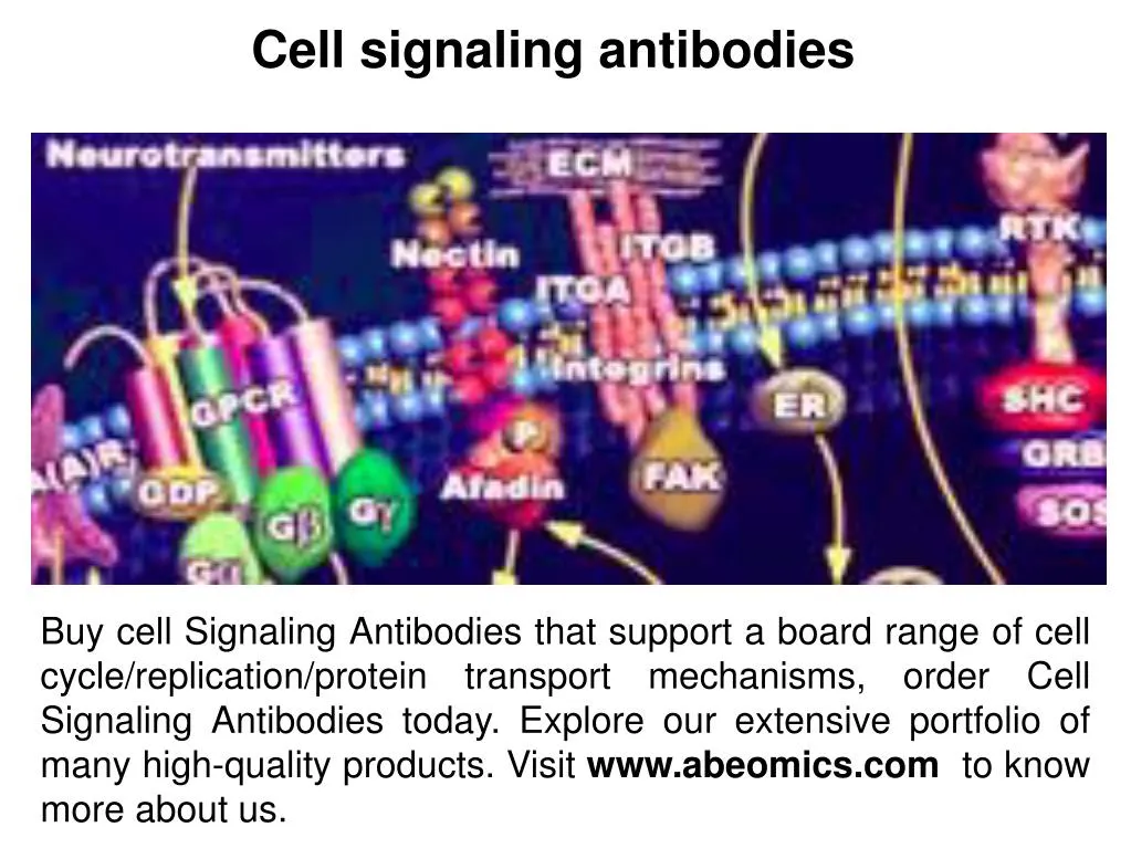 cell signaling antibodies