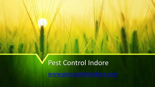 Commercial and Residential Pest Control Services in Indore