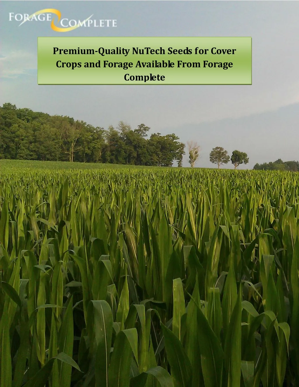 premium quality nutech seeds for cover crops
