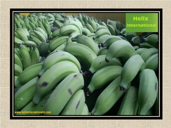 Add Cavendish Bananas in Your Diet on a Daily Basis – For Various Benefits