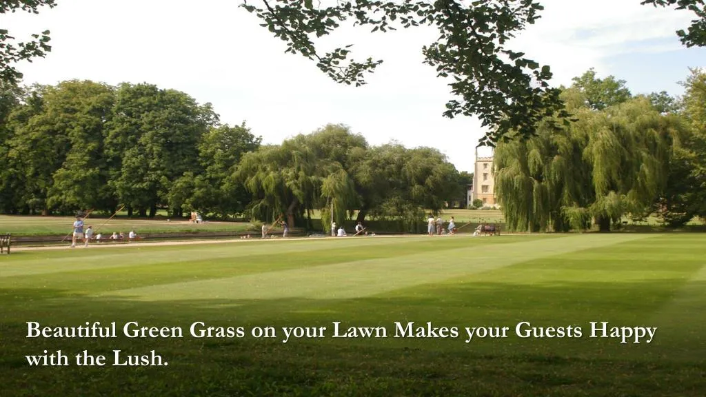 beautiful green grass on your lawn makes your