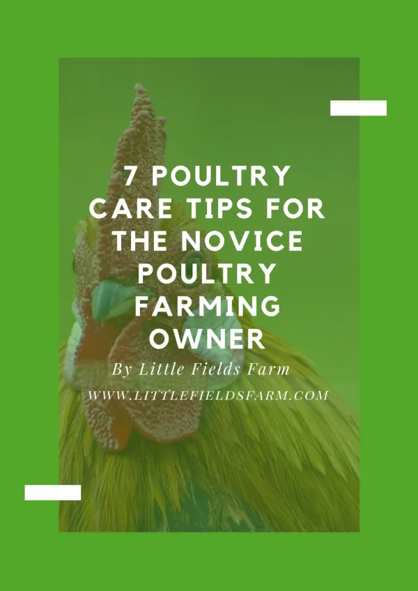 7 Poultry Care Tips for the Novice Poultry Farming Owner