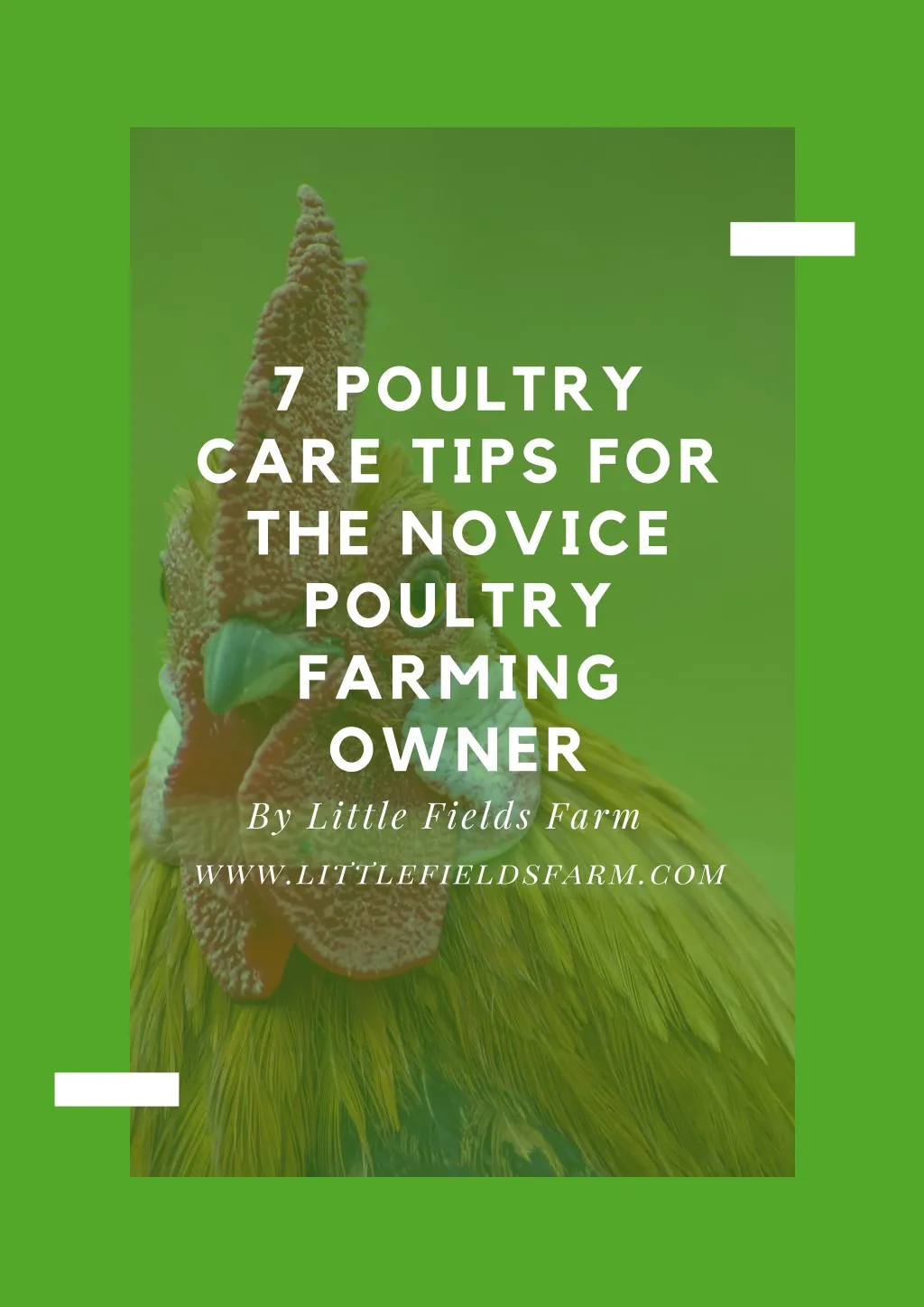 7 poultry care tips for the novice poultry