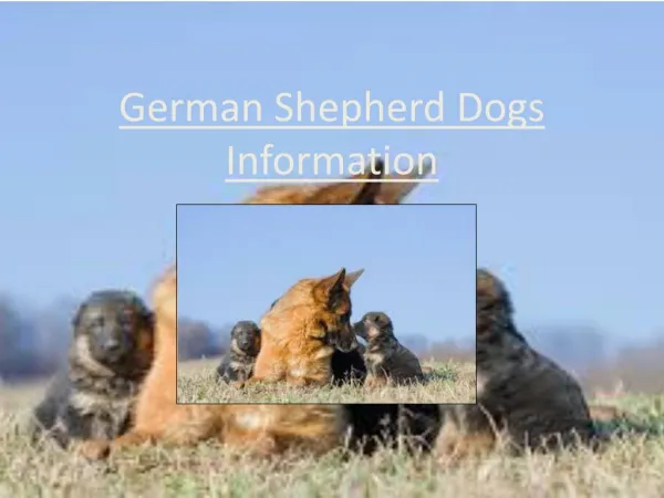 German Shepherd Dog Information, Facts,and Photos