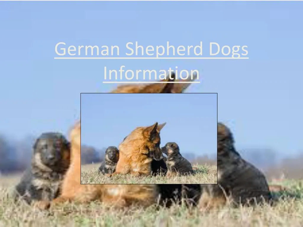 german shepherd dogs information