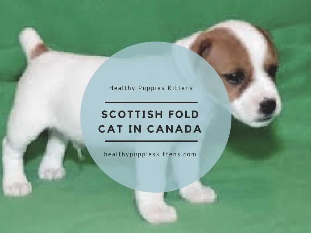 healthy puppies kittens