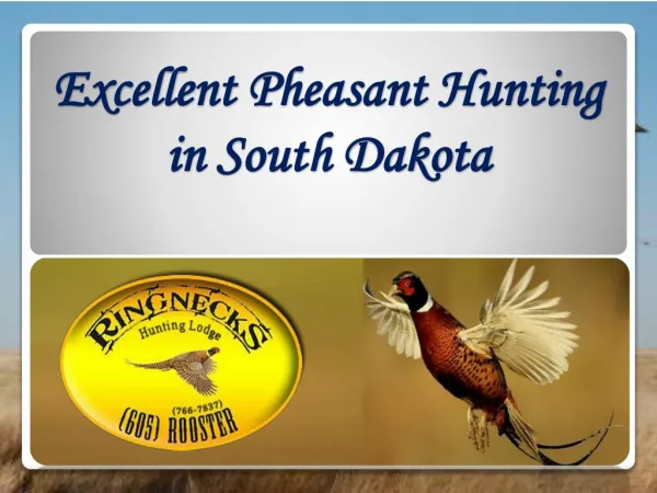Excellent Pheasant Hunting in South Dakota