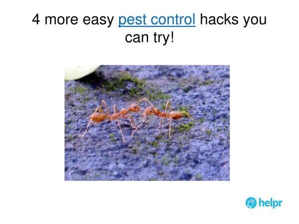 4 more easy pest control hacks you can try!