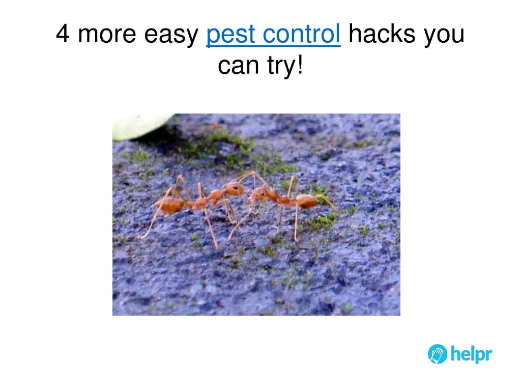 4 more easy pest control hacks you can try