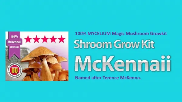 100% MYCELIUM Magic Mushroom Growkit McKennaii