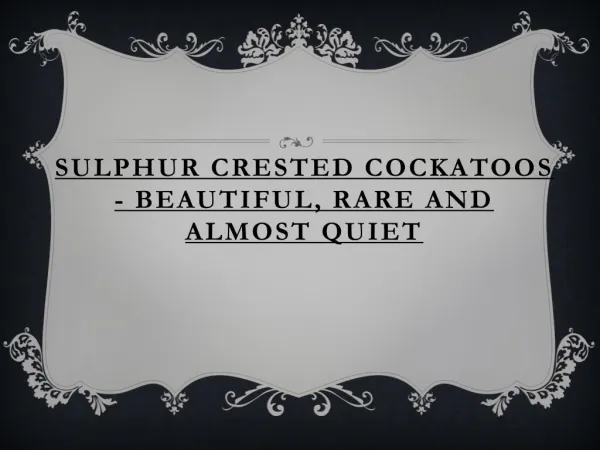 Beautiful, Rare and Almost Quiet - Sulphur Crested Cockatoos