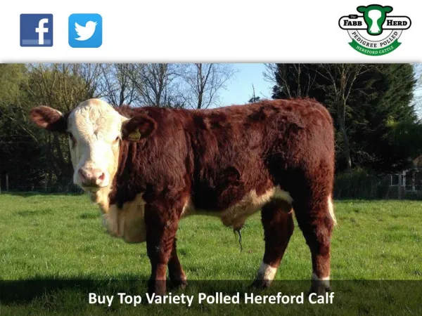 Buy Top Variety Polled Hereford Calf