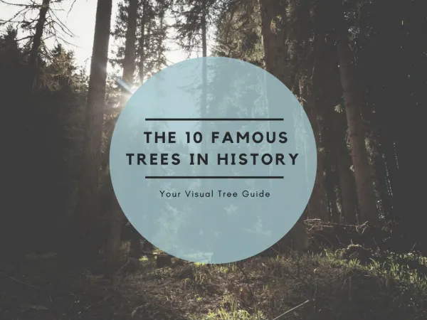 The 10 famous Trees in history