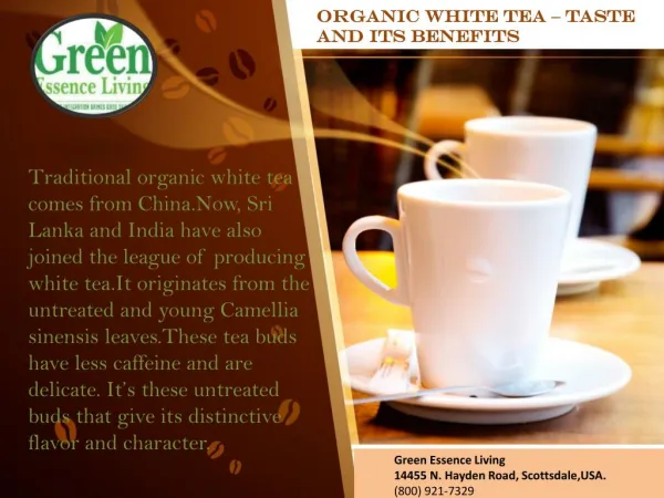 Organic white tea – taste and its benefits