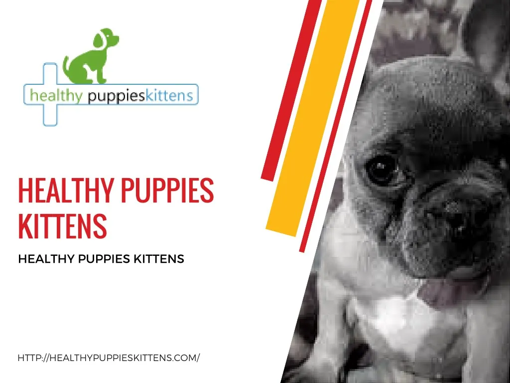 healthy puppies kittens