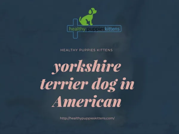 yorkshire terrier dog in American