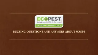 Wasp Control in Edmonton - Buzzing Questions and Answers - slide 1