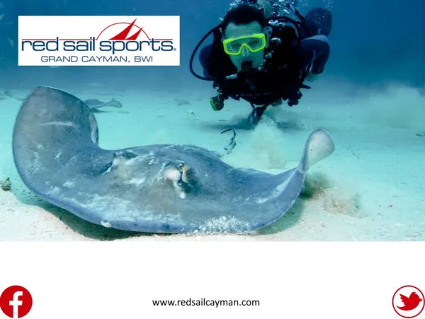 Red Sail Sports | Grand Cayman | Scuba Diving | Stingray City | Watersports