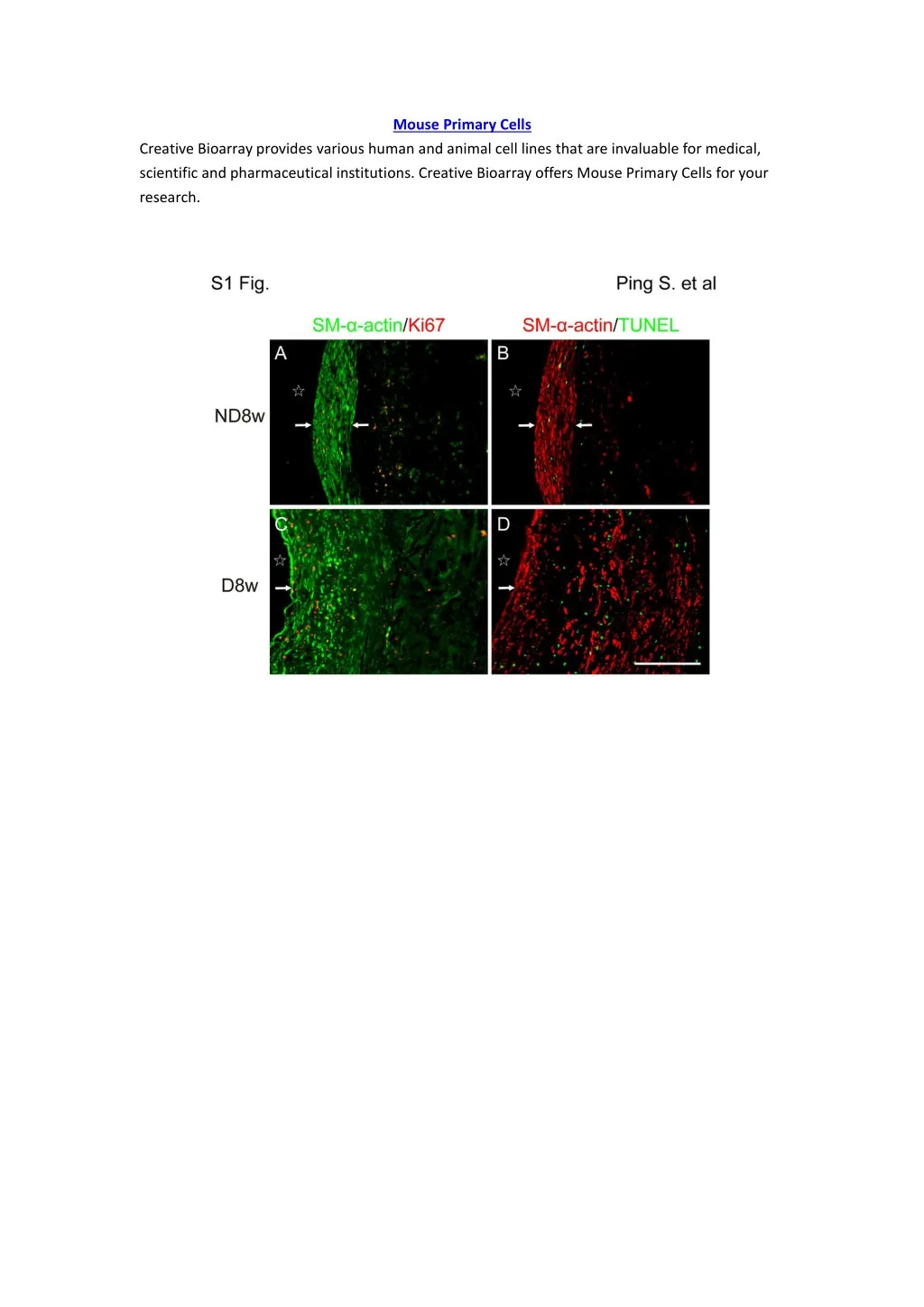 mouse primary cells