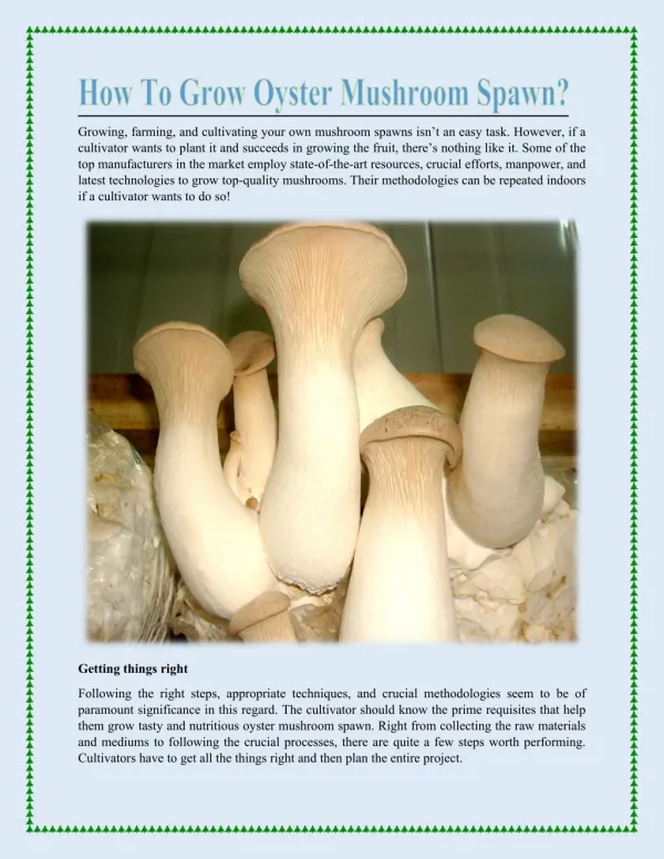 How To Grow Oyster Mushroom Spawn?