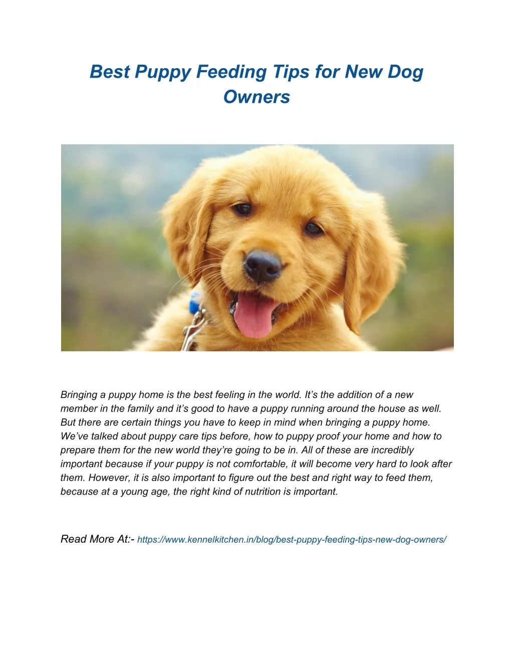 best puppy feeding tips for new dog owners