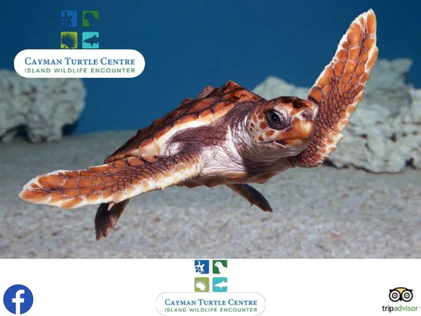 Try swimming with turtles in the Cayman Islands