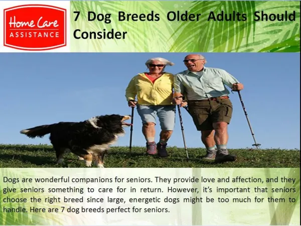 7 Dog Breeds Older Adults Should Consider