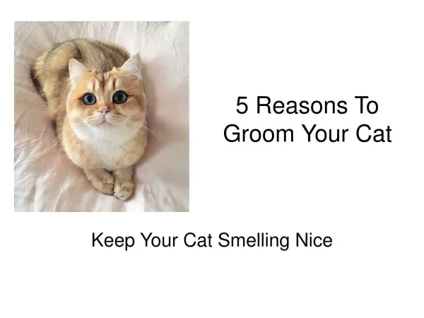 5 Reasons to Groom Your Cat
