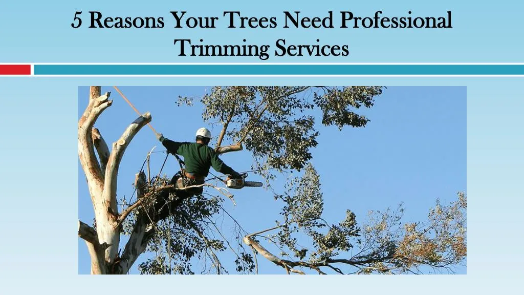 5 reasons your trees need professional trimming services