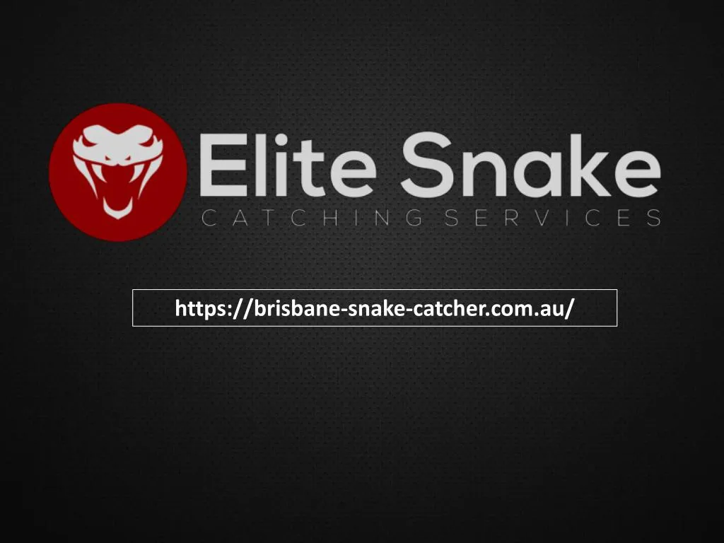 https brisbane snake catcher com au