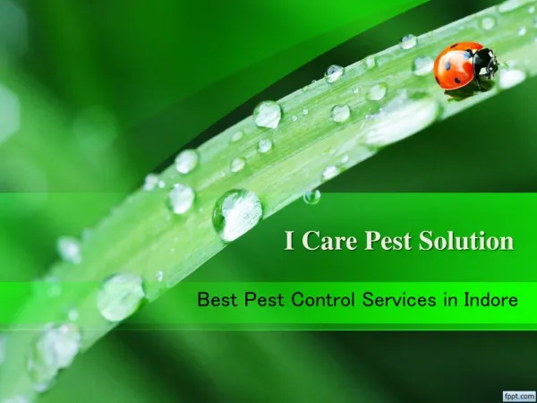 Best pest control services in Indore