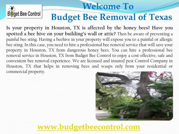 Wasp Removal Houston | Budget Bee Control