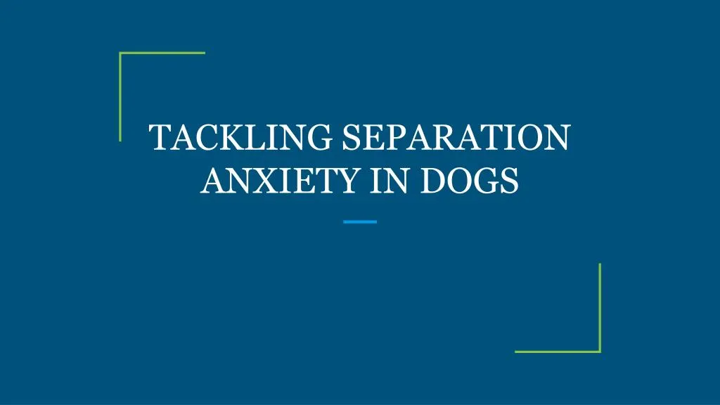 tackling separation anxiety in dogs